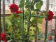 3-Ring Plant Support Cage for Potted and Garden Plants, Green