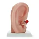 4FIZJO Human Ear Anatomy Cross-Section Model 3:1 Scale