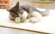 Cheerble Ice Cream Sensor Play Ball Toy for Dog Cat, Green
