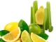 Manual Fruit and Lemon Slicer 8 Wedge Citrus Cutter
