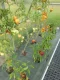 Black PP weed control fabric 100 g/m², 3.2 m wide, sold by metre