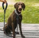 Purlov Reflective Dog Training Leash, 5m, Black