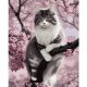 Paint by Numbers Kit 40x50cm Canvas Cat Maaleo 22783