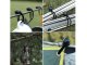 Elastic Bungee Cords for Tarpaulin Fixing, Banner Holders, 10 pcs