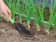 Garden Spade For Planting Transplanting Plants 32 cm