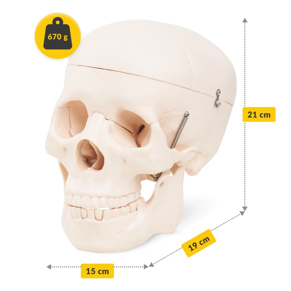 Human Skull Model 4FIZJO Life Size 1:1 Anatomical for Medical Students (0)