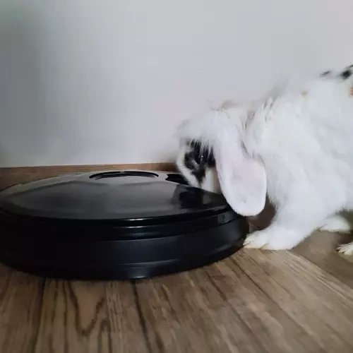 Intelligent 6 x 150 ml Chamber Food Dispenser Bowl Container-Dispenser for Dogs Cats, Black (3)