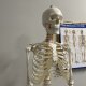 Anatomical model of the human skeleton 170 cm, on a stand