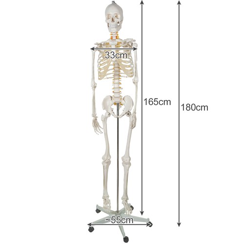 Anatomical model of the human skeleton 170 cm, on a stand (5)