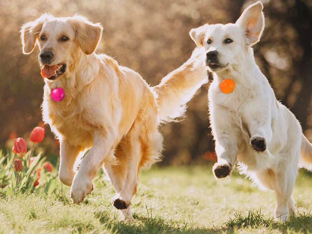 LED light tag for pet collar, for dogs and cats, orange (0)