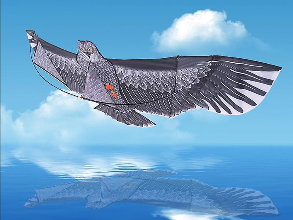 Flying Kite Eagle, 200cm (5)