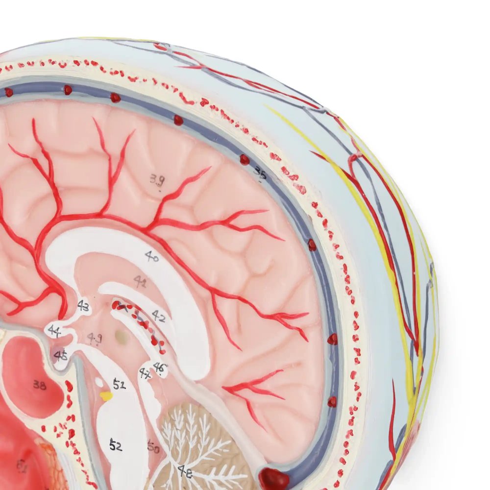 Life-Size Anatomical Human Head Model Cross-Section 1:1 Scale 4FIZJO (2)