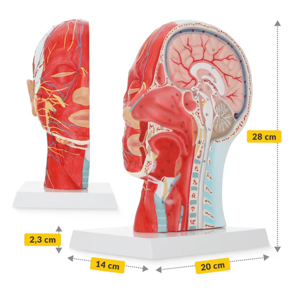 Life-Size Anatomical Human Head Model Cross-Section 1:1 Scale 4FIZJO (1)