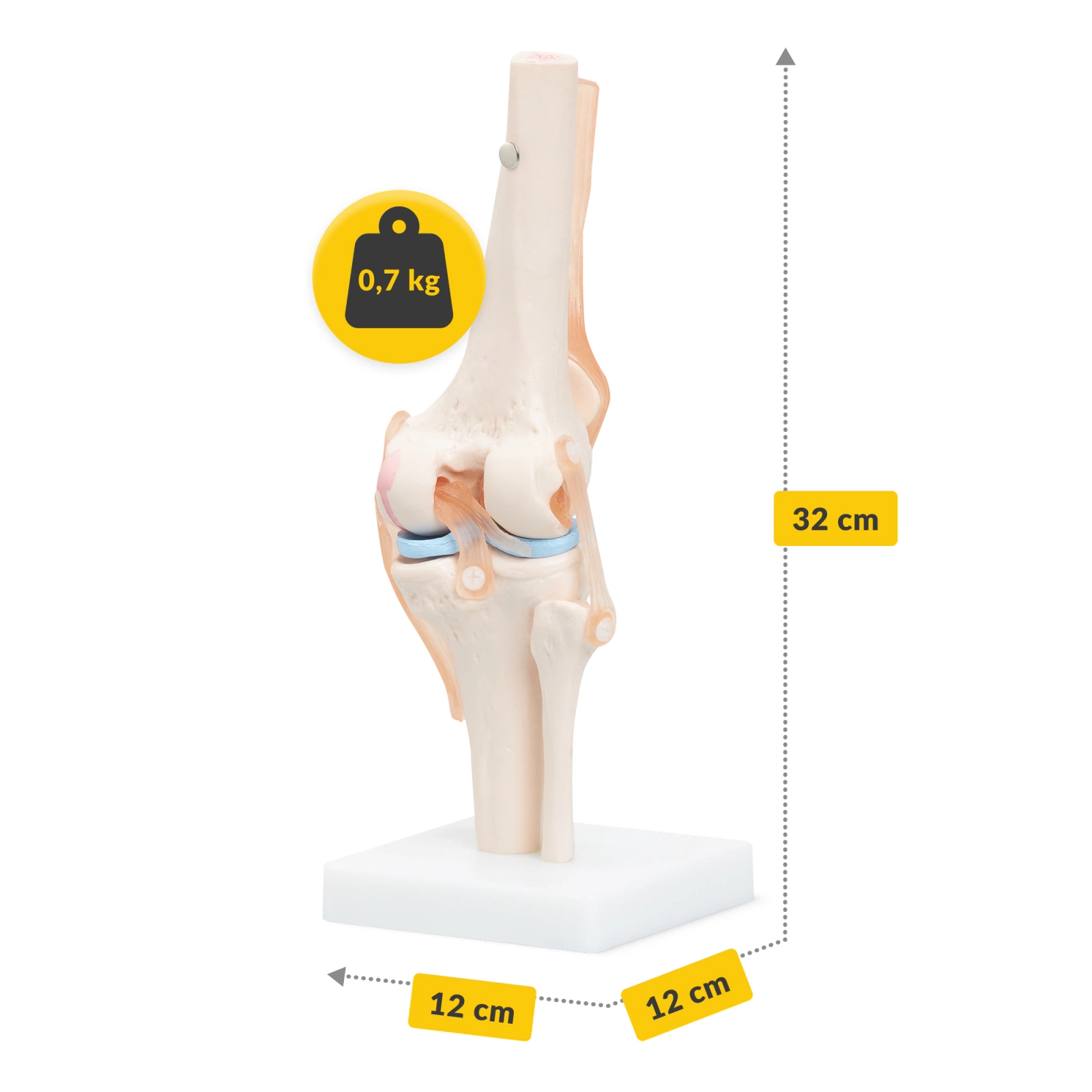 Anatomical Knee Joint Model 4FIZJO, Life-Size 1:1 Scale (0)