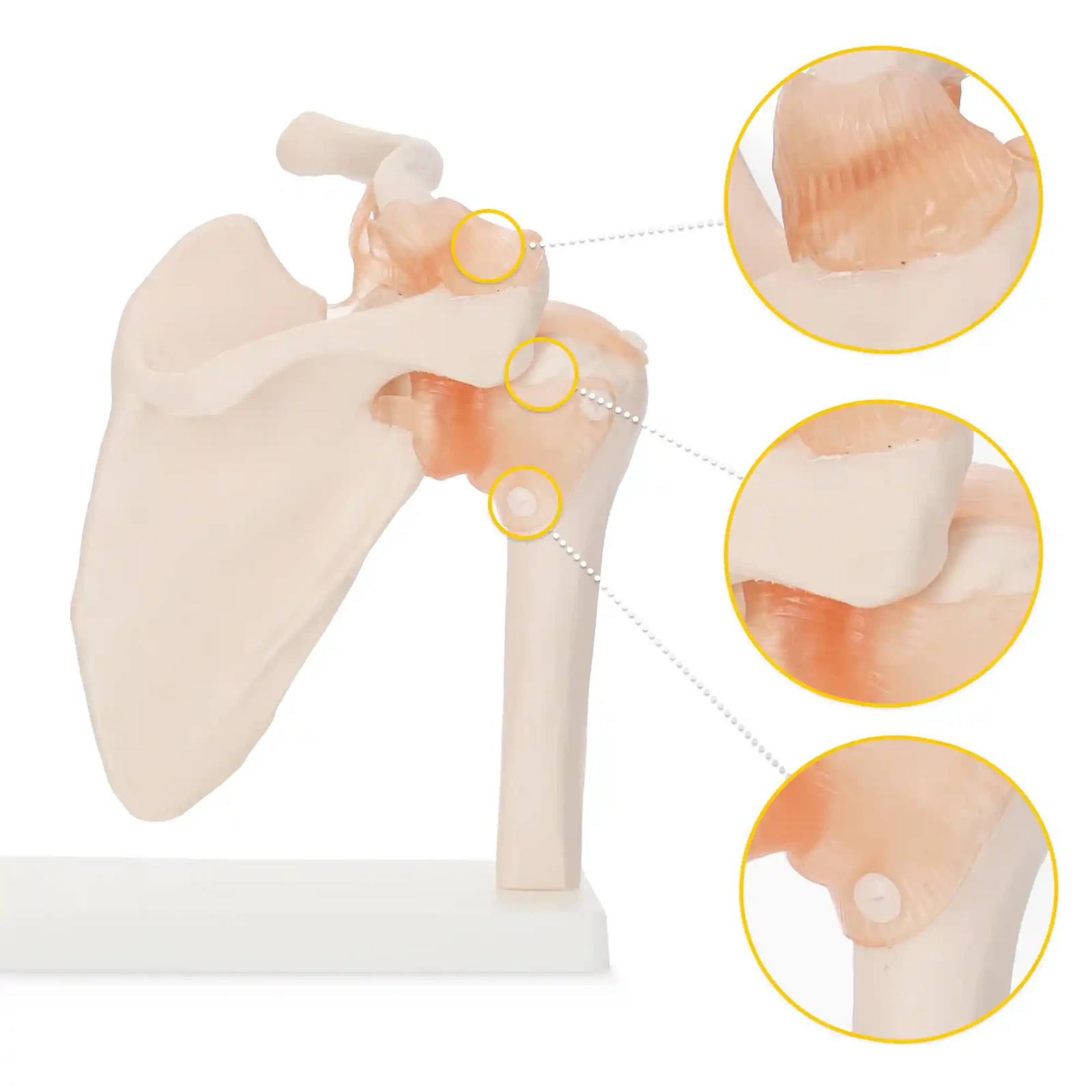Life-Size Anatomical Shoulder Joint Model with Ligaments (0)