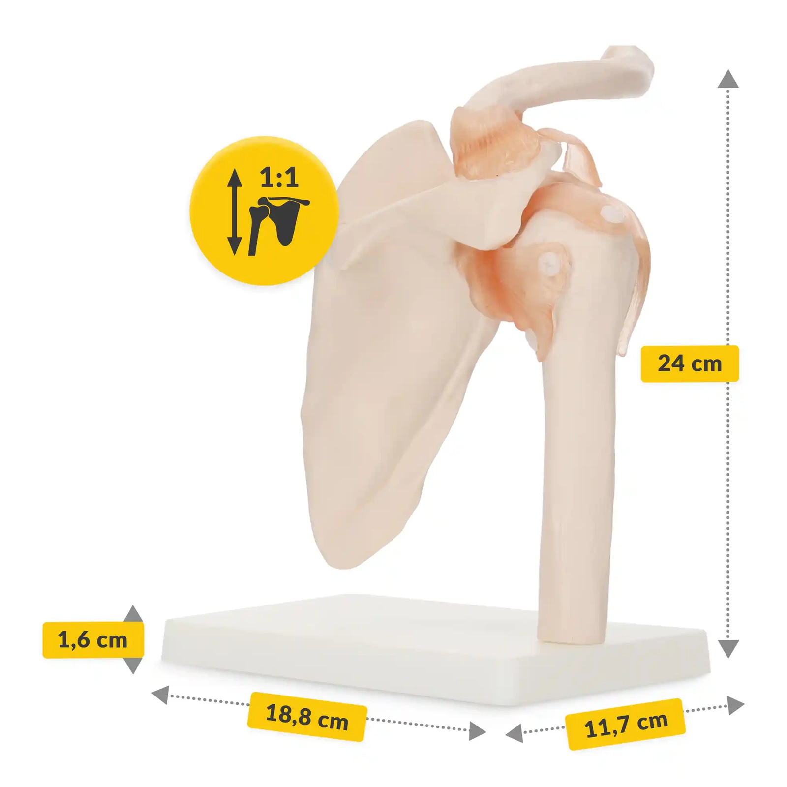 Life-Size Anatomical Shoulder Joint Model with Ligaments (1)