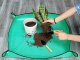 Large Plant Flower Transplanting Mat