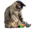 Interactive Rolling Ball with Ferret Toy for Cats and Dogs