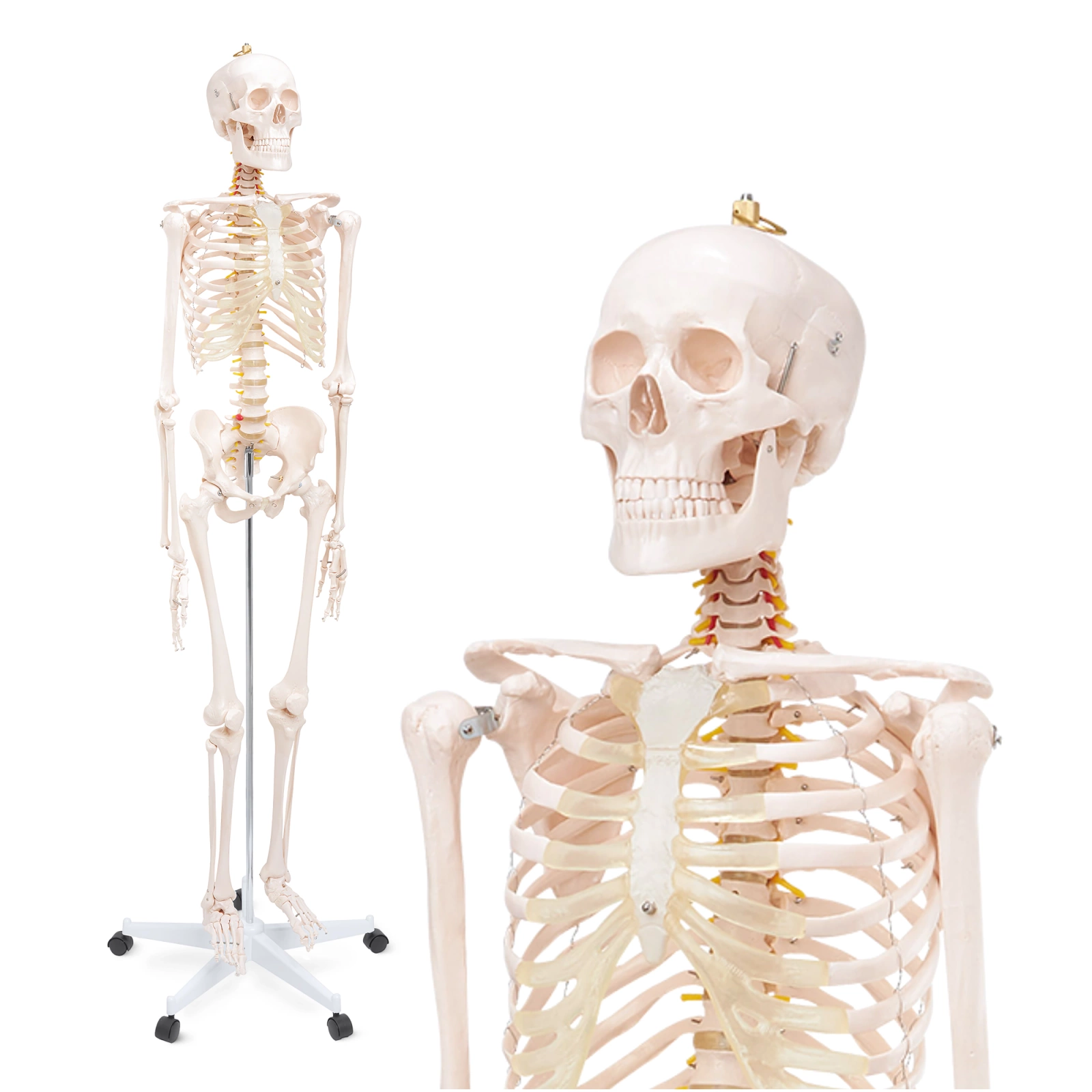 Life-Size Anatomical Human Skeleton Model 180 cm