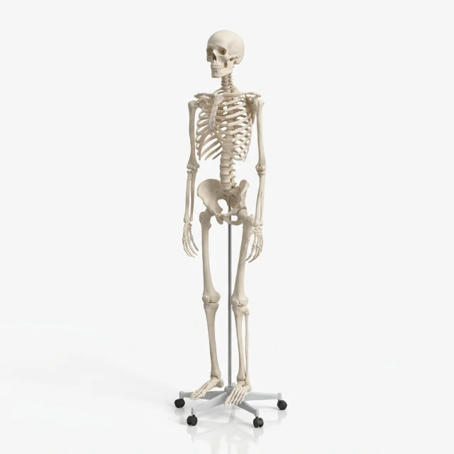 Anatomical Models