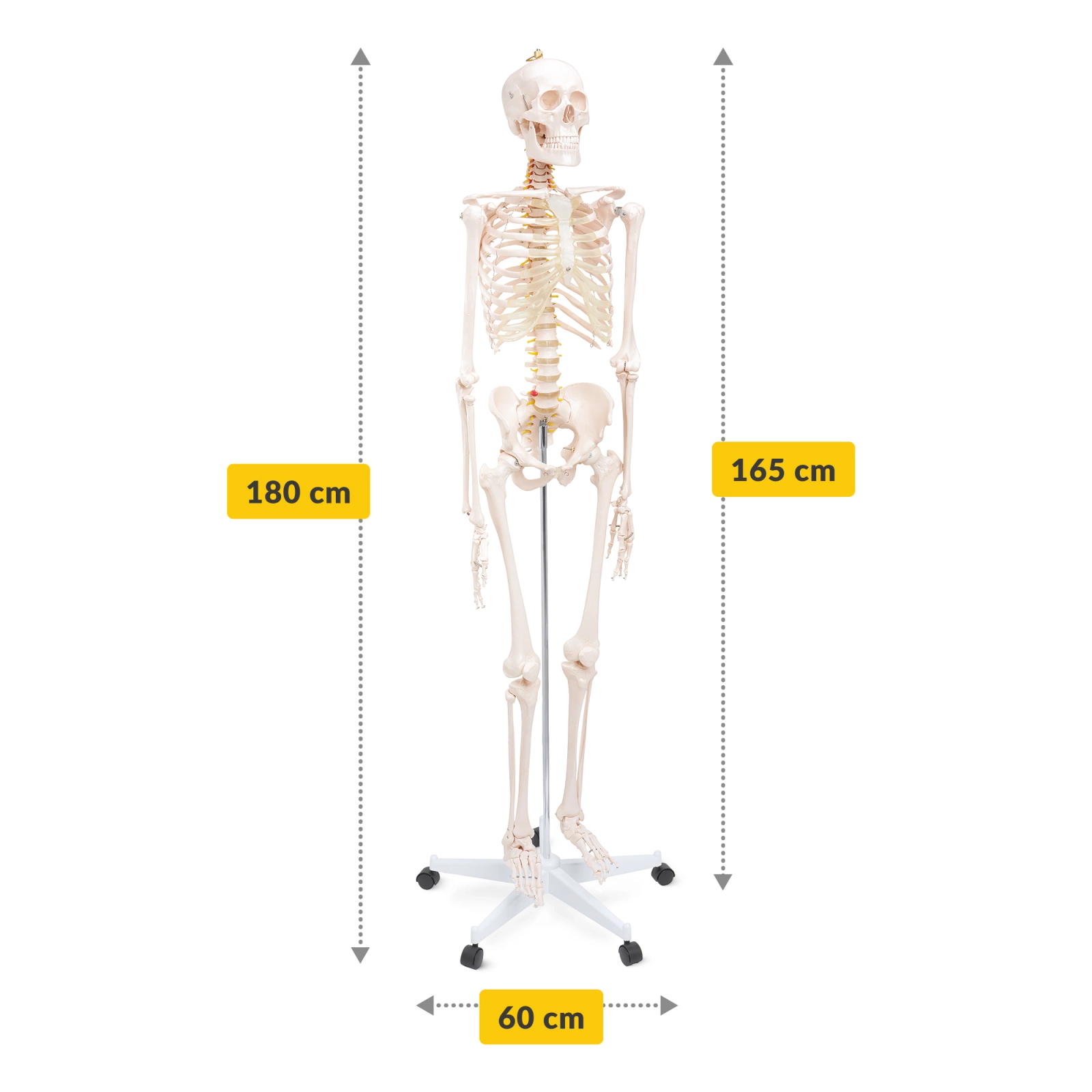 4Fizjo Human Skeleton Anatomical Model 180 cm