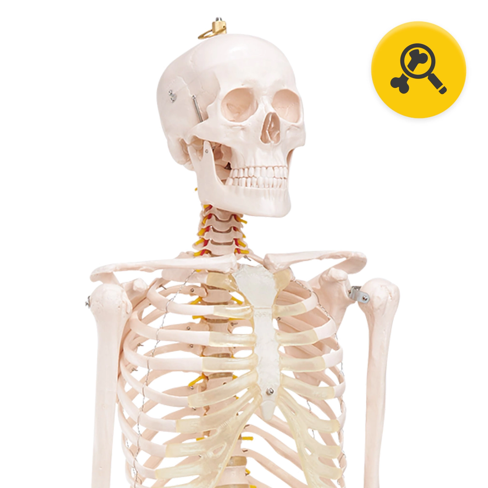 4Fizjo Human Skeleton Anatomical Model 180 cm
