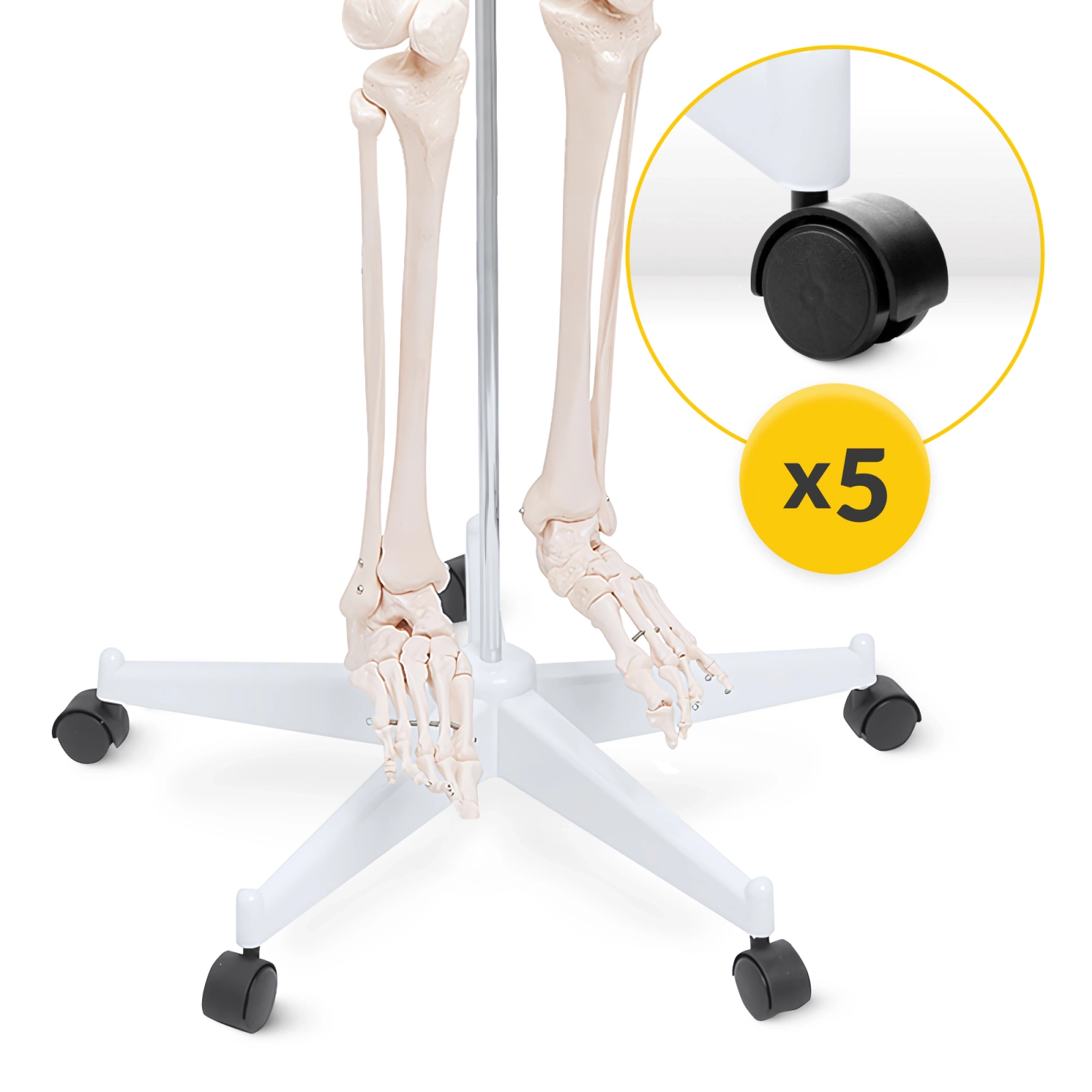 4Fizjo Human Skeleton Anatomical Model 180 cm