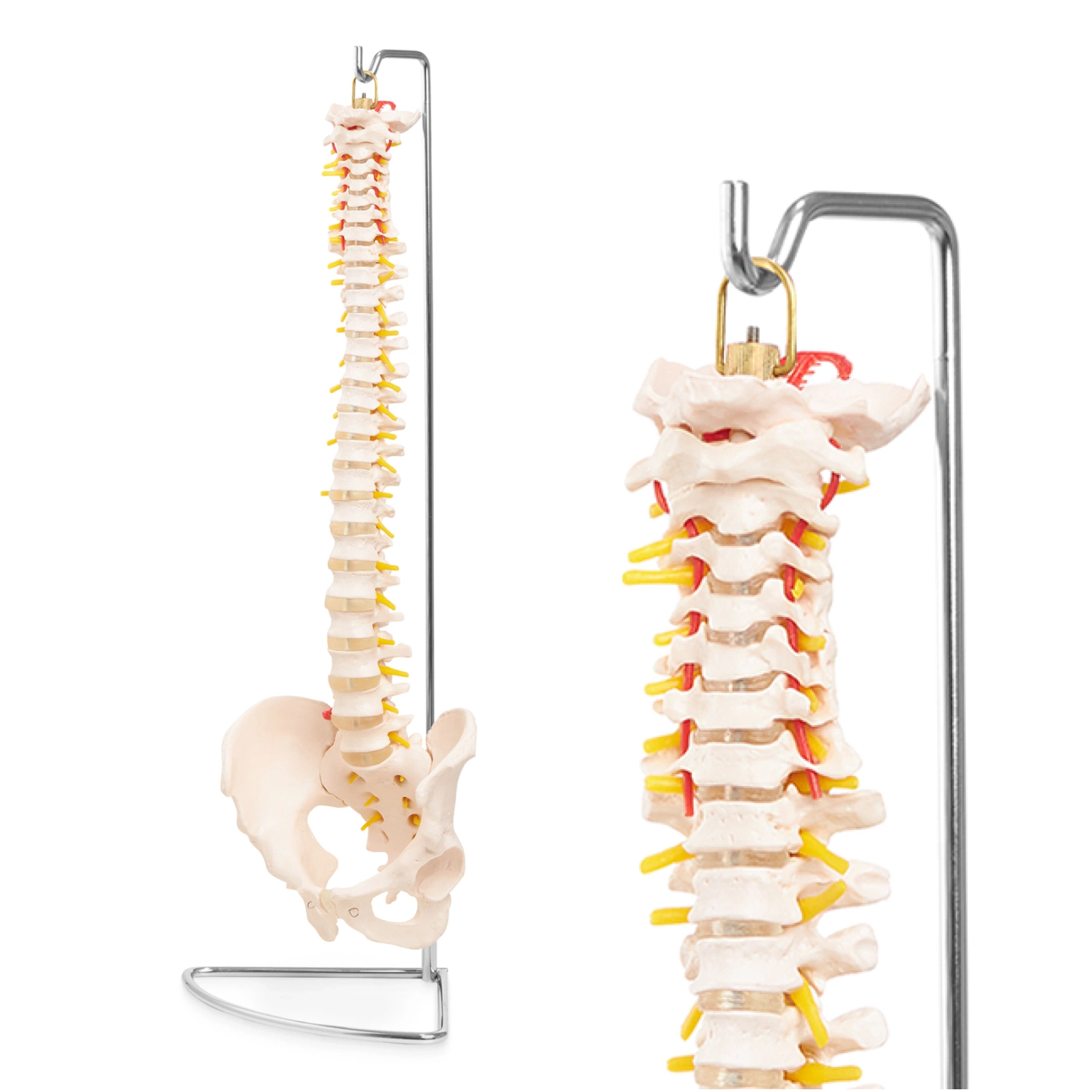Life Size Anatomical Human Spine Model with Pelvis and Stand