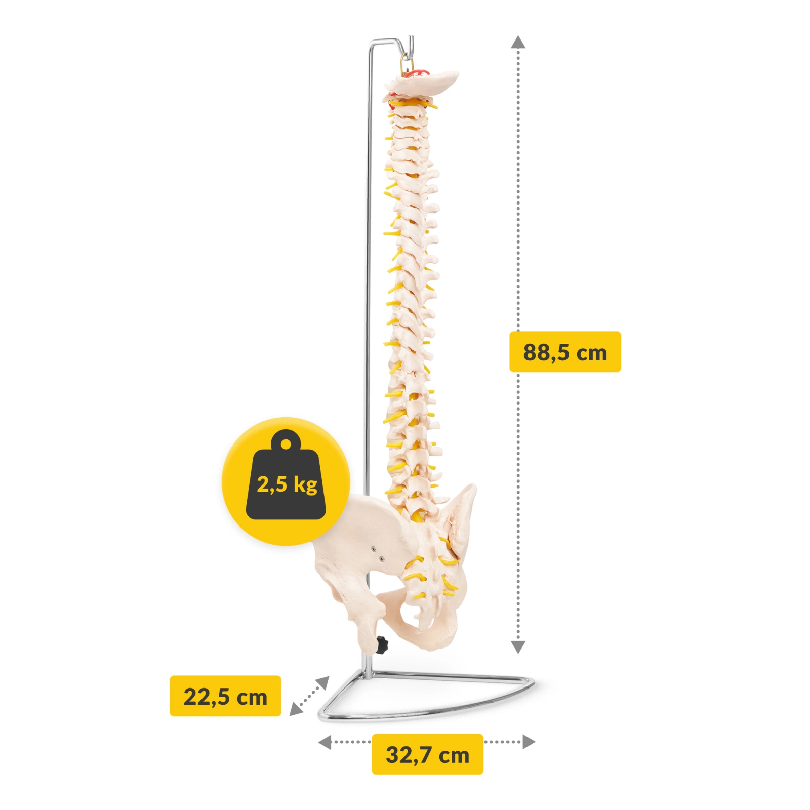 4Fizjo 1071 Human Spine with Pelvis Anatomical Model 1:1