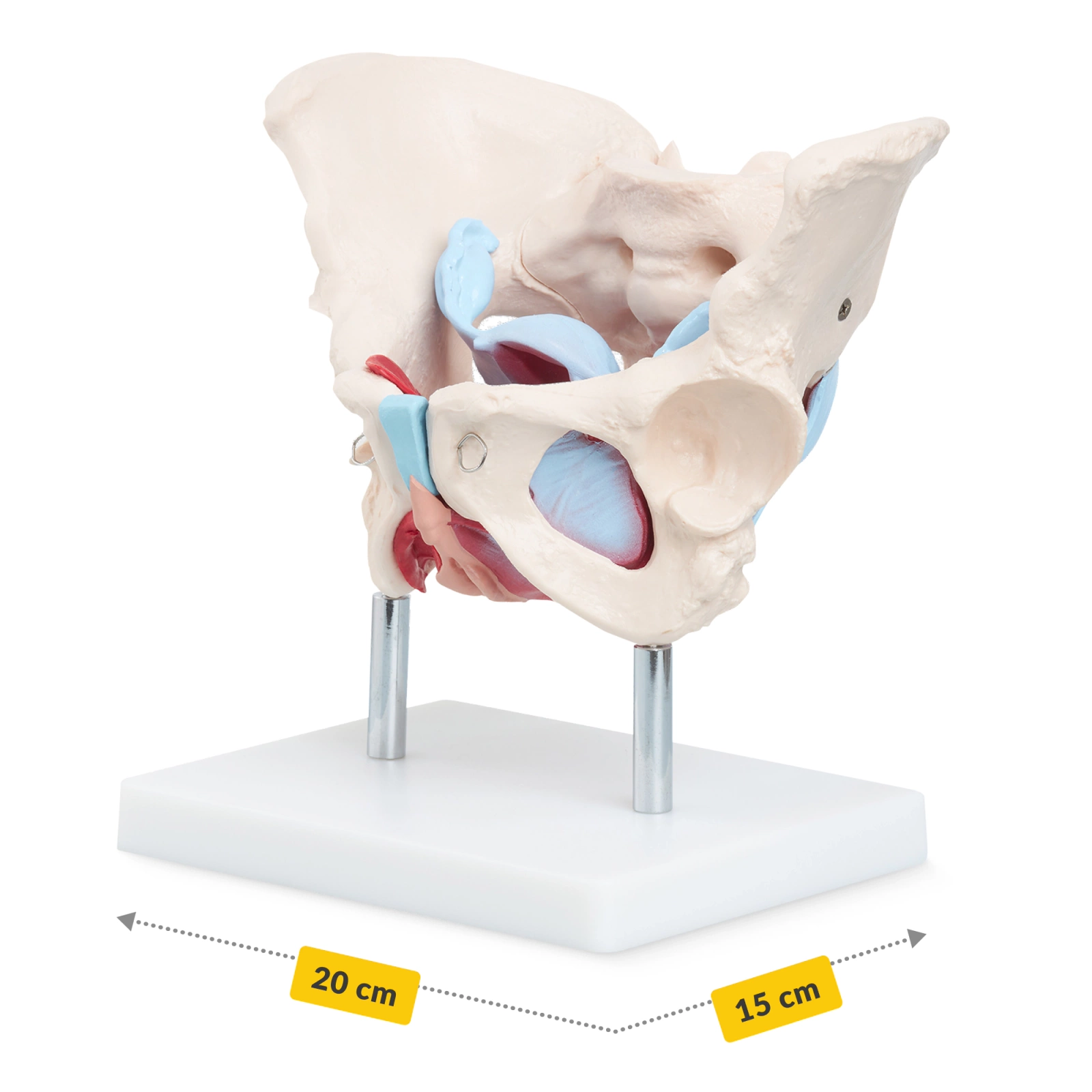 4Fizjo Female Pelvis with Muscles and Organs Anatomical Model 1:1