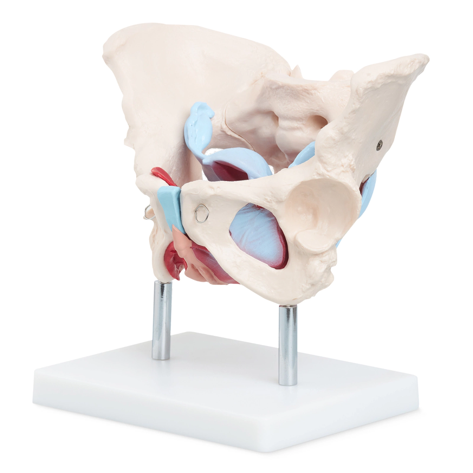 4Fizjo Female Pelvis with Muscles and Organs Anatomical Model 1:1