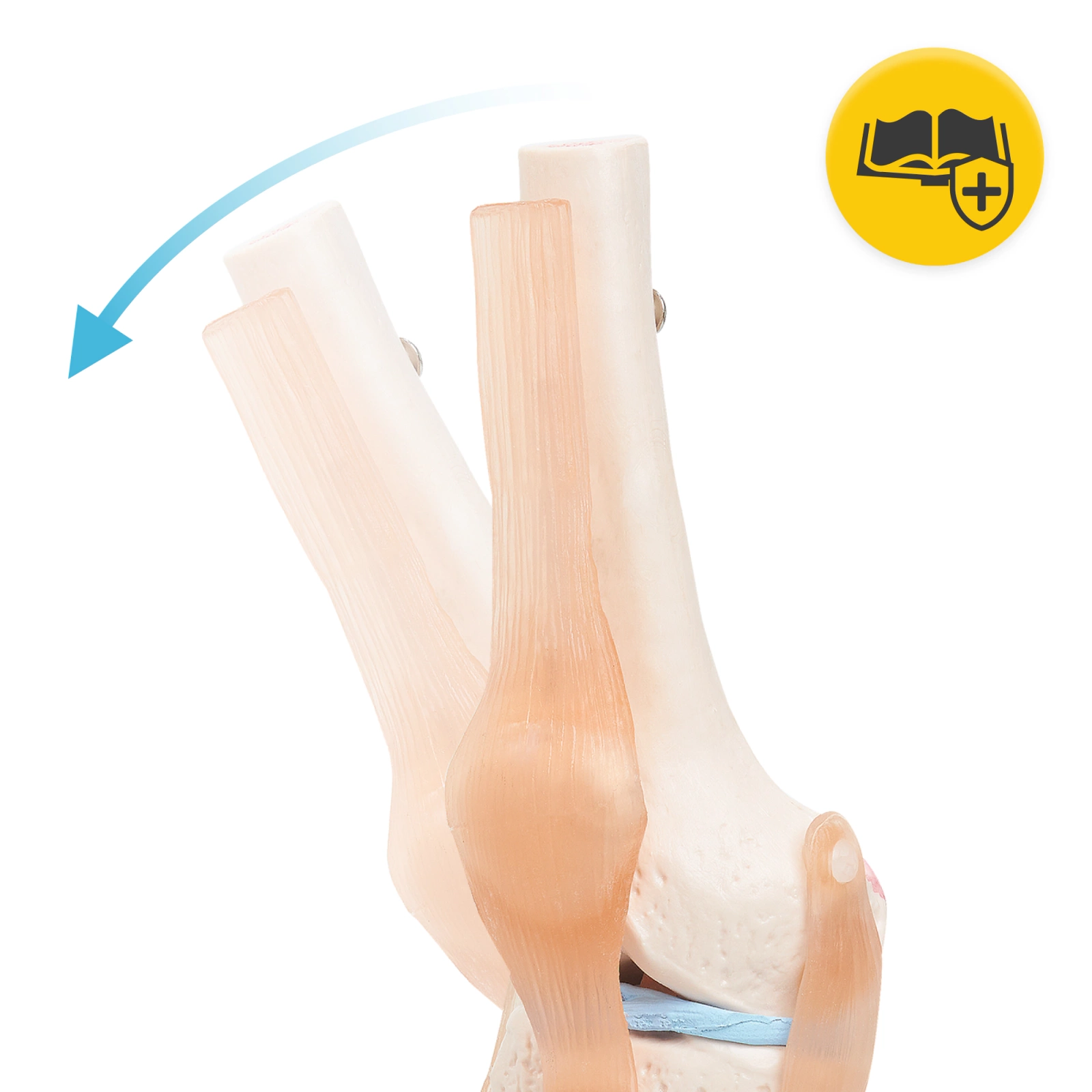 4Fizjo 1073 Anatomical Knee Joint Model 1:1