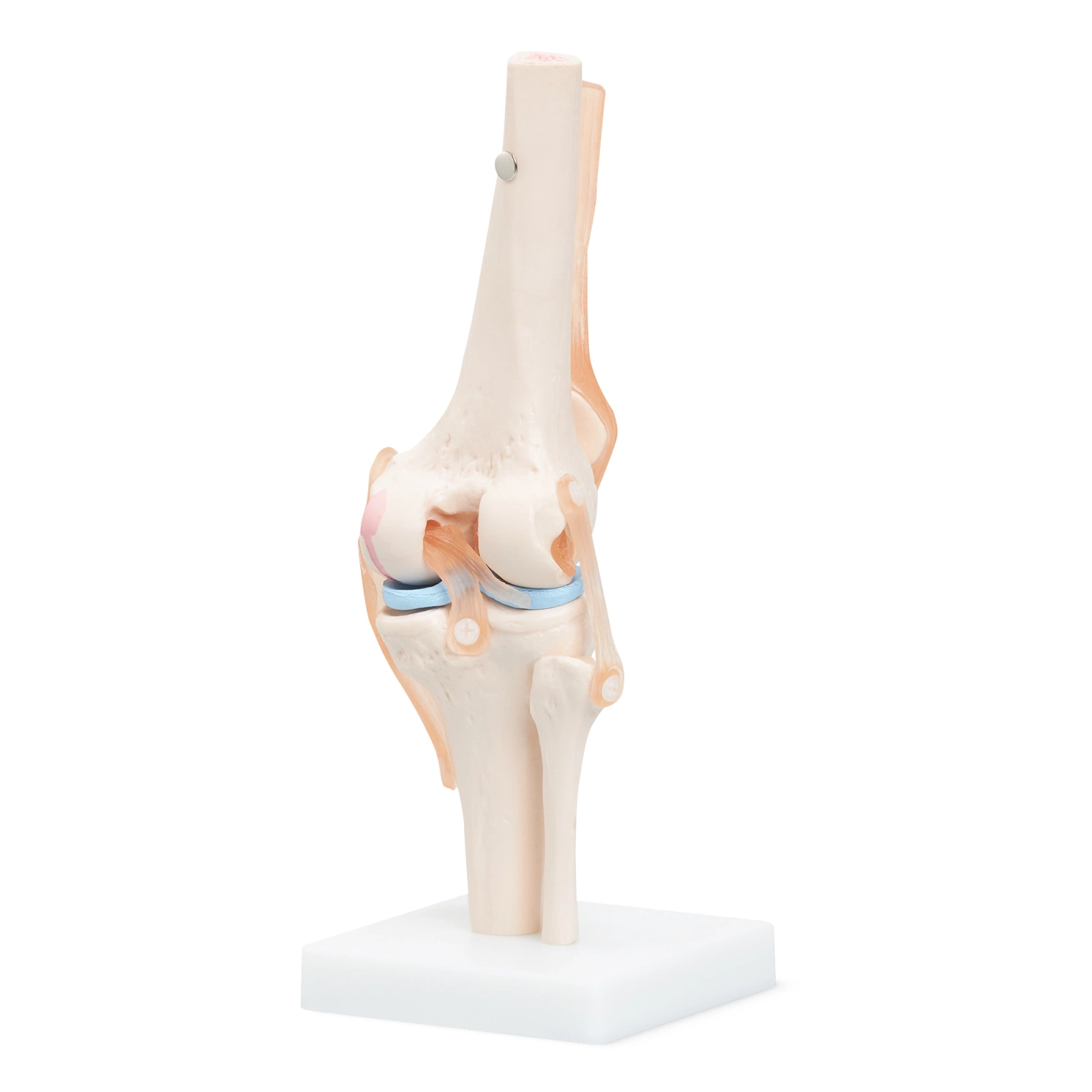4Fizjo 1073 Anatomical Knee Joint Model 1:1