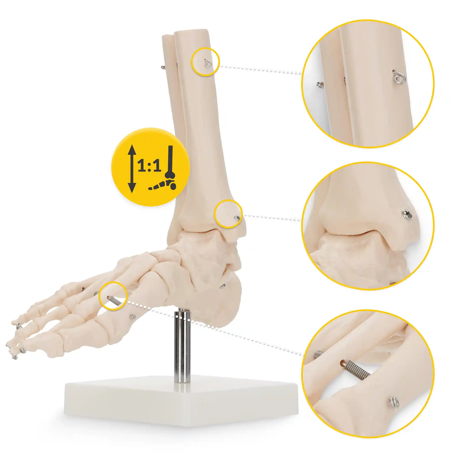 4Fizjo Ankle Joint and Foot Anatomical Model 1:1, White