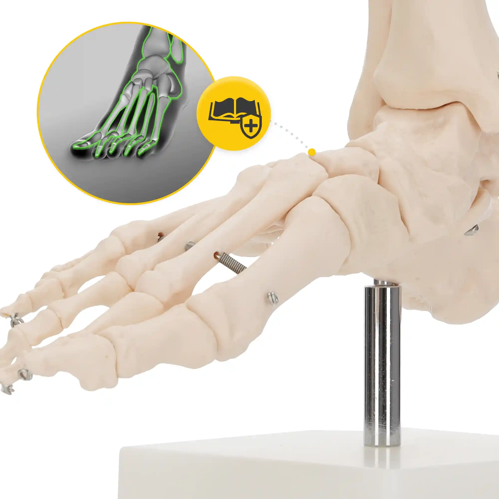 4Fizjo Ankle Joint and Foot Anatomical Model 1:1, White