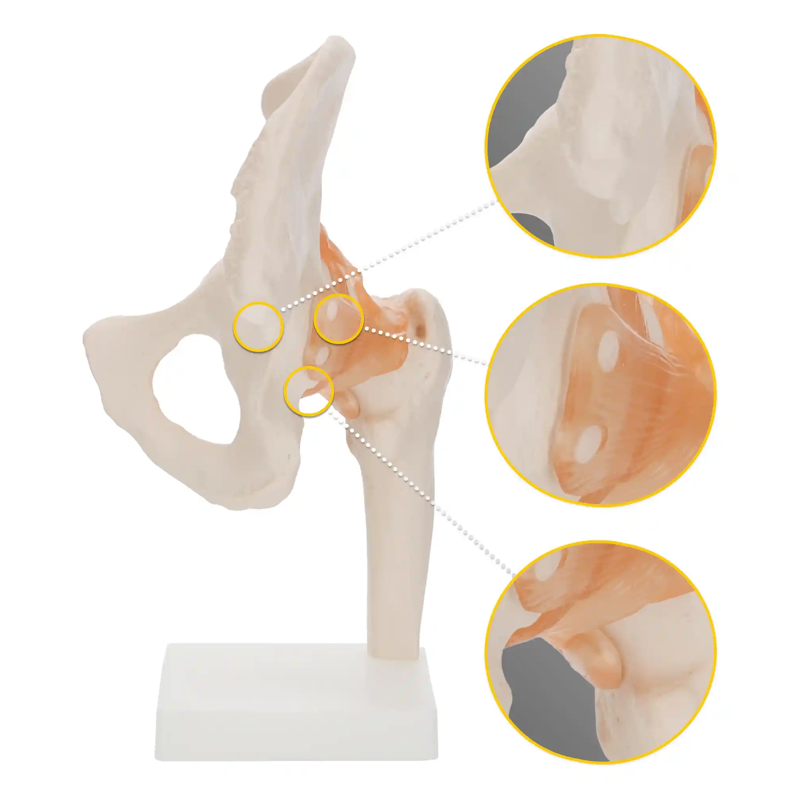 4Fizjo 1253 Anatomical Hip Joint Model with Ligaments, 1:1, White