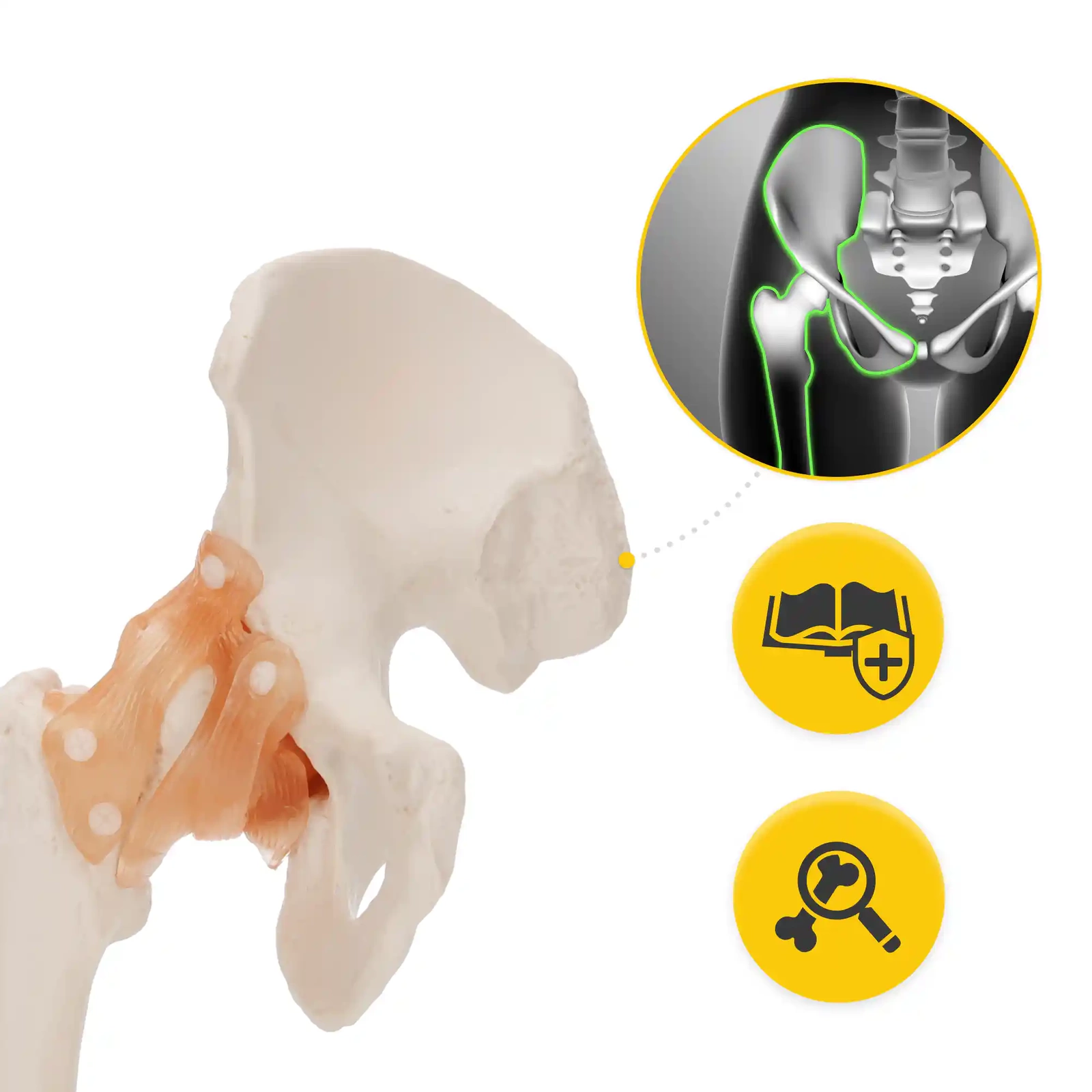 4Fizjo 1253 Anatomical Hip Joint Model with Ligaments, 1:1, White