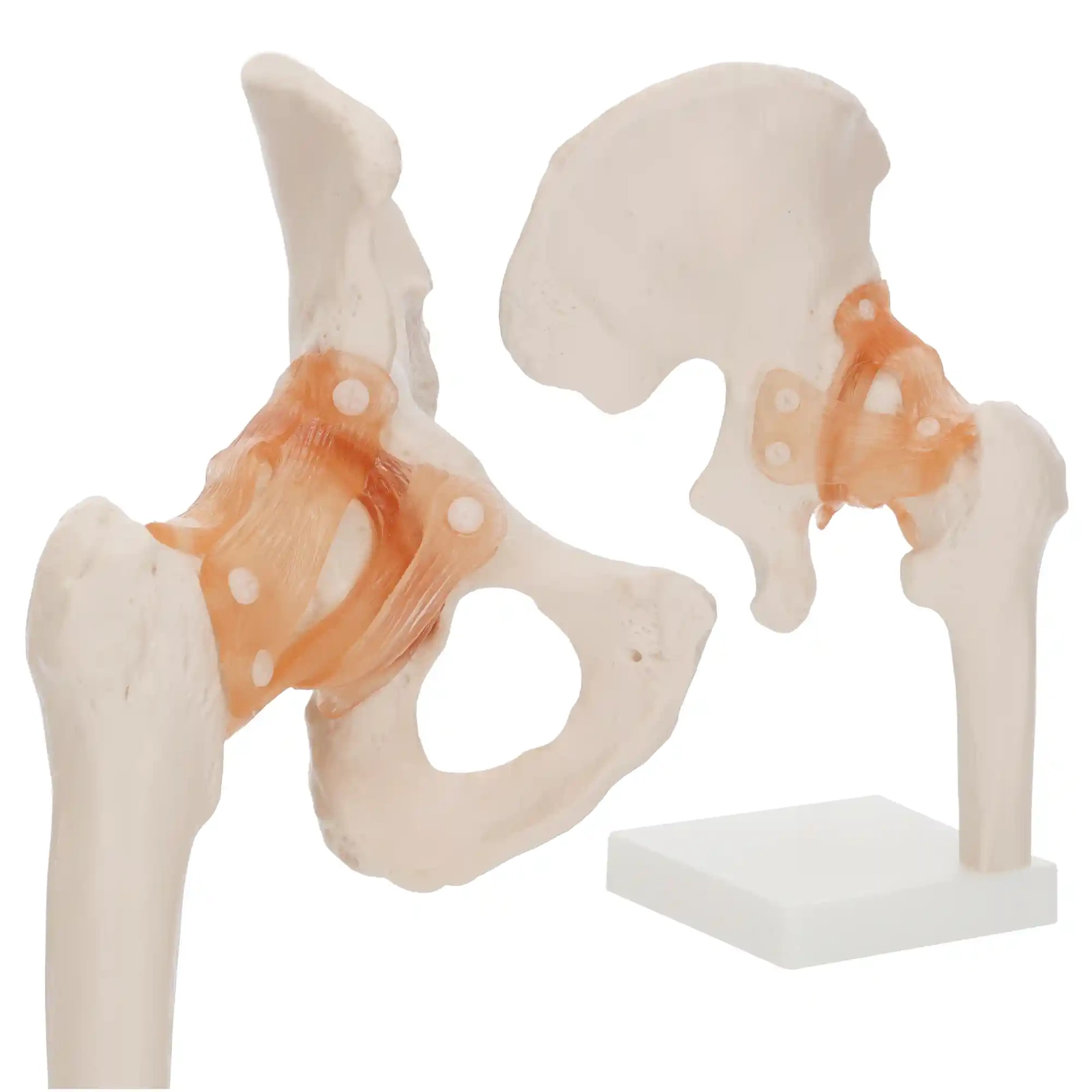 4Fizjo 1253 Anatomical Hip Joint Model with Ligaments, 1:1, White