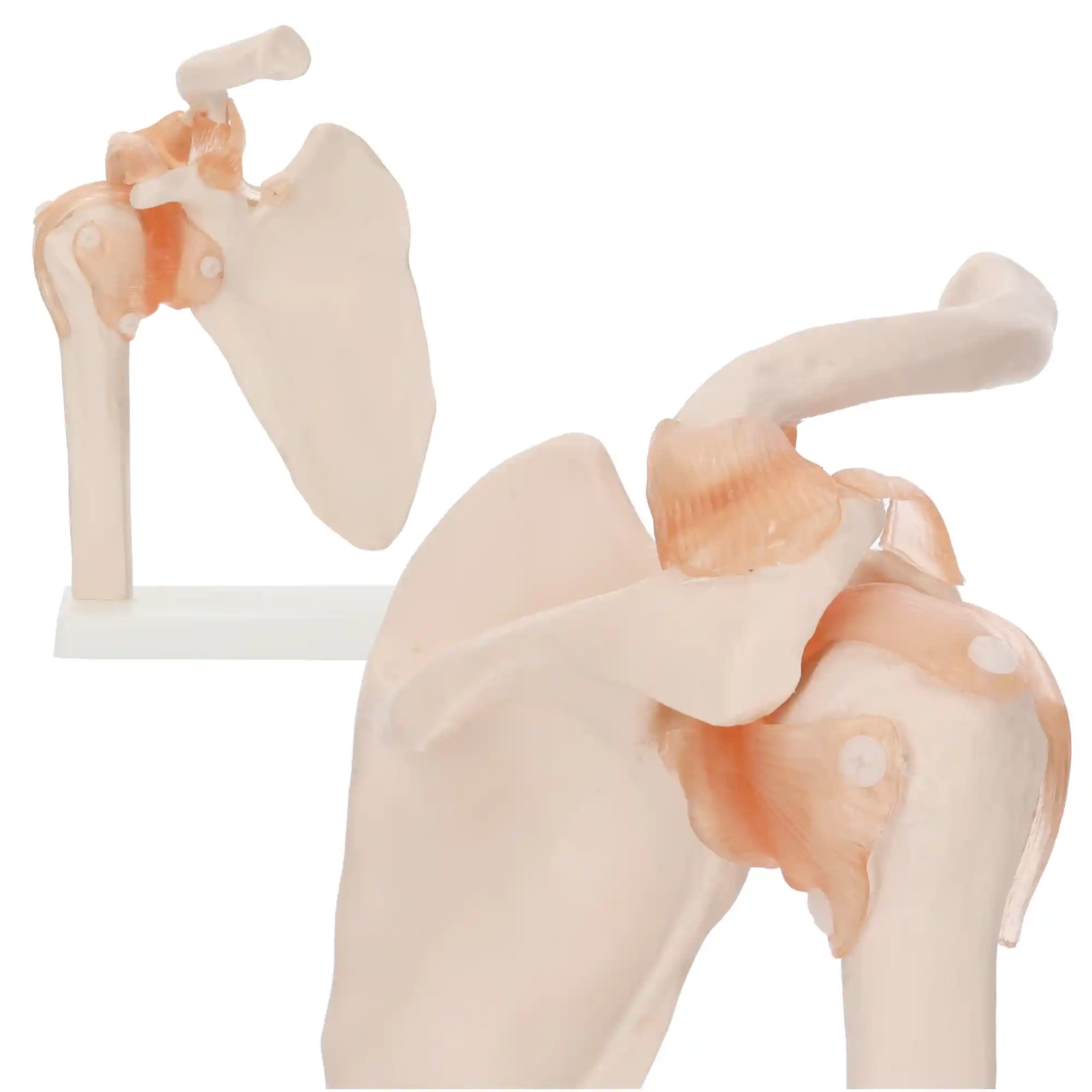 Life-Size Anatomical Shoulder Joint Model with Ligaments