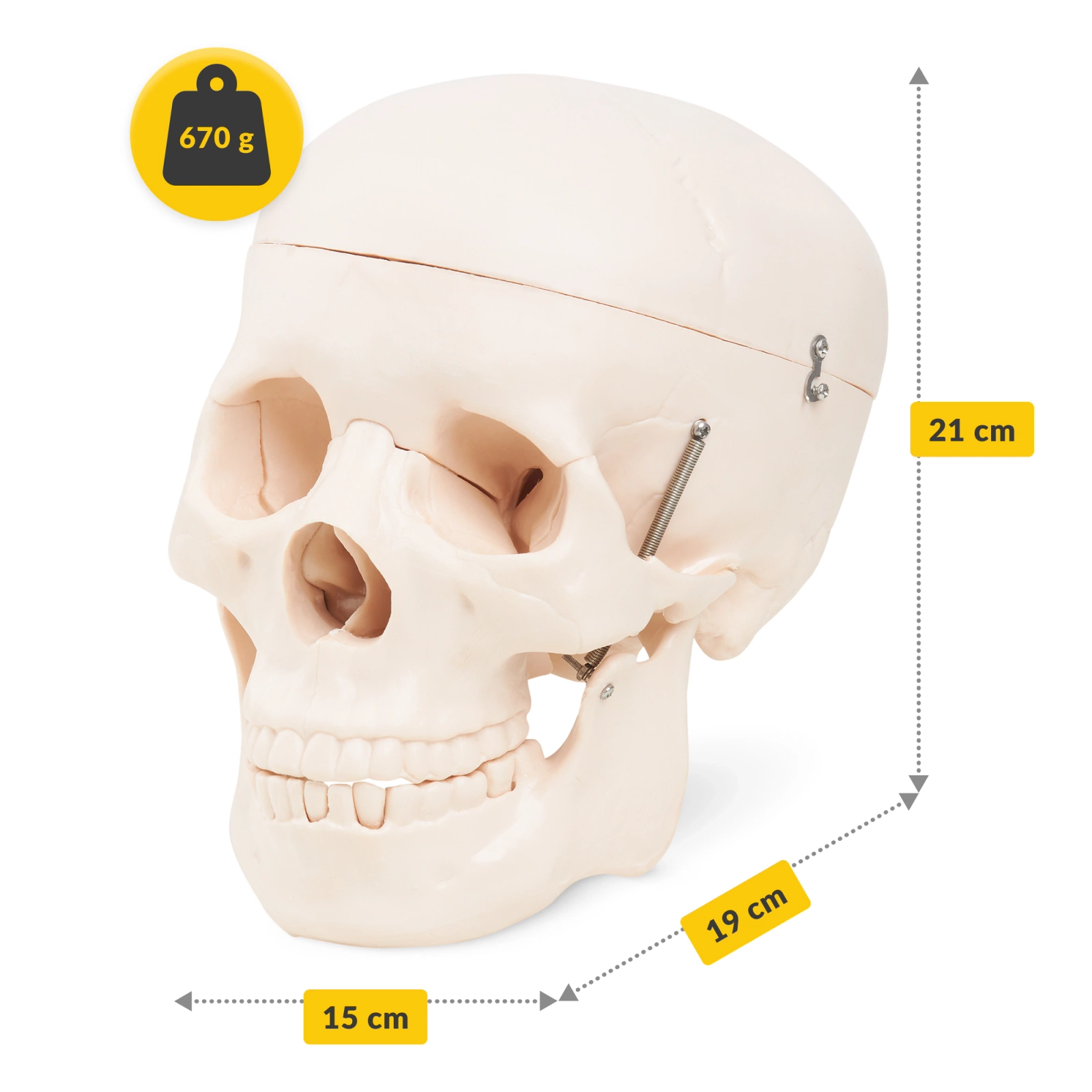 4Fizjo Anatomical Human Skull Model 1:1 Scale