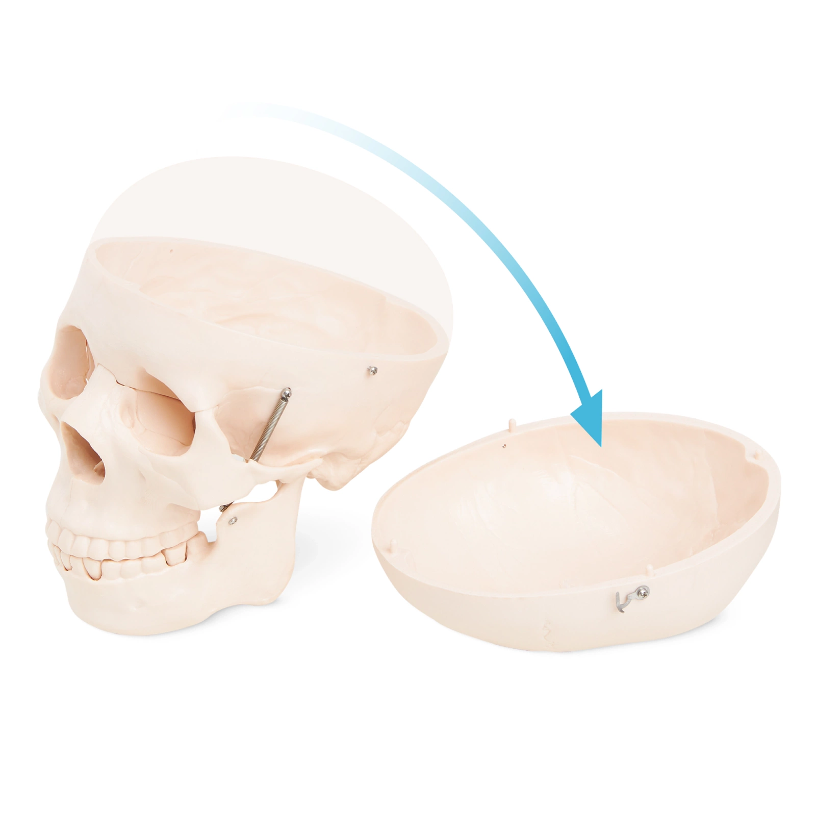 4Fizjo Anatomical Human Skull Model 1:1 Scale