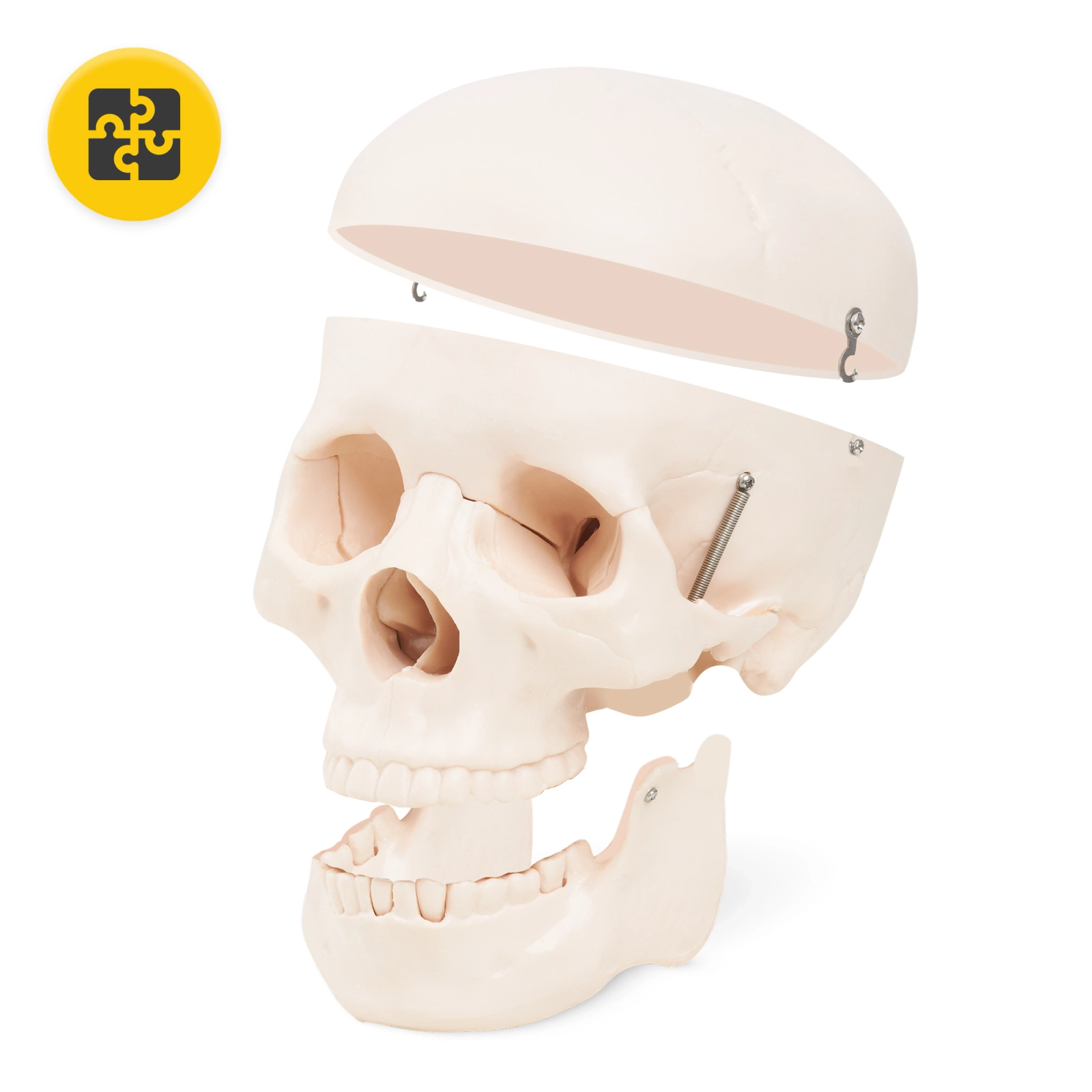 4Fizjo Anatomical Human Skull Model 1:1 Scale