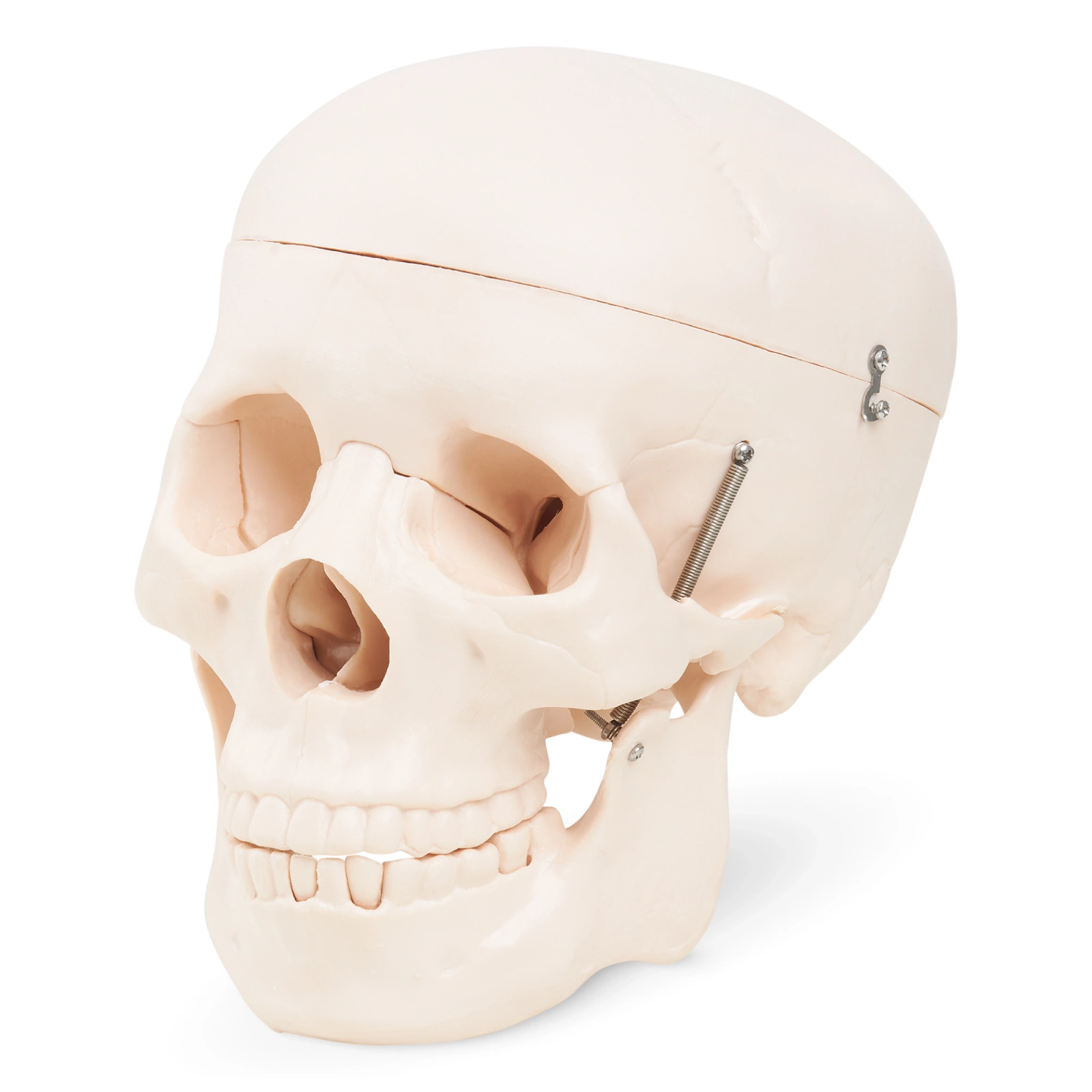 4Fizjo Anatomical Human Skull Model 1:1 Scale