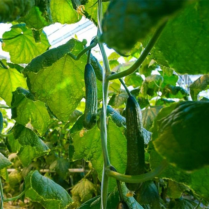 Polytunnel Greenhouse 4x2.5x2m 10m² Metal Frame UV Foil