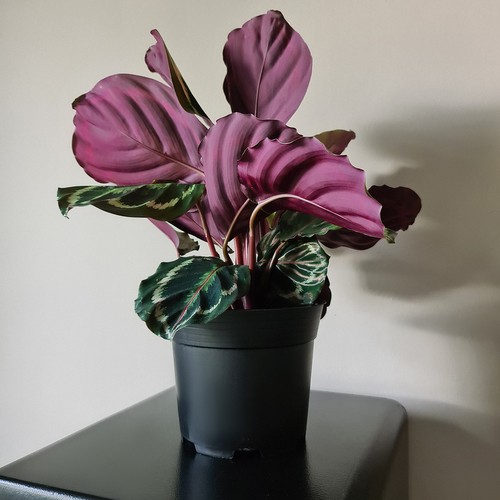 Gardlov Nursery Pots 2L, 16cm, Black, 500 pcs