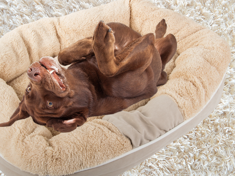 Soft Plush Pet Bed for Dogs and Cats, 60x50 cm, Beige