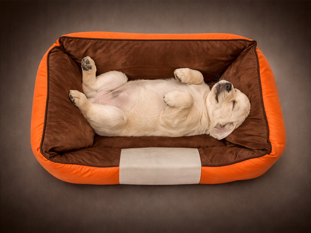 Comfortable Pet Bed for Small Dogs and Cats with Non-Slip Bottom, Size S, Orange