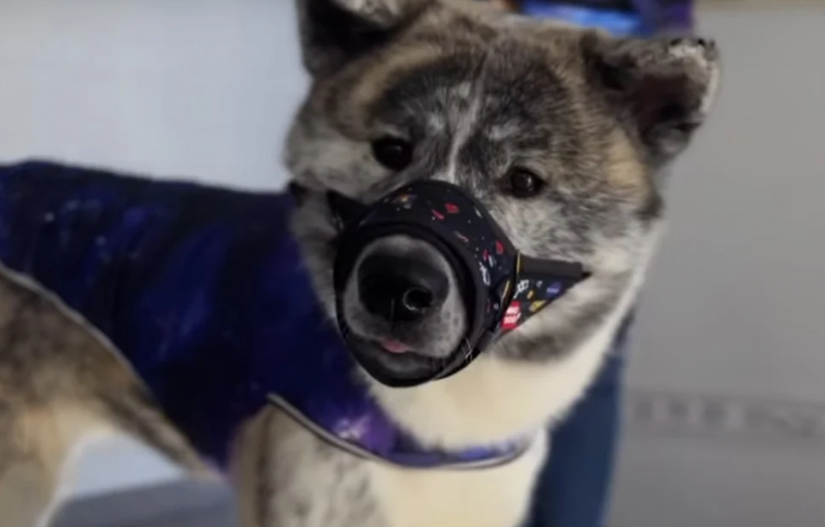 Dog muzzle Waudog \"NASA\" S