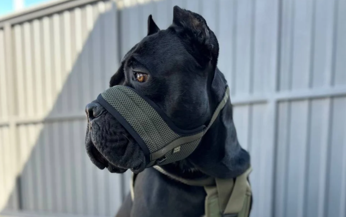 Mesh dog muzzle Waudog Pro XL