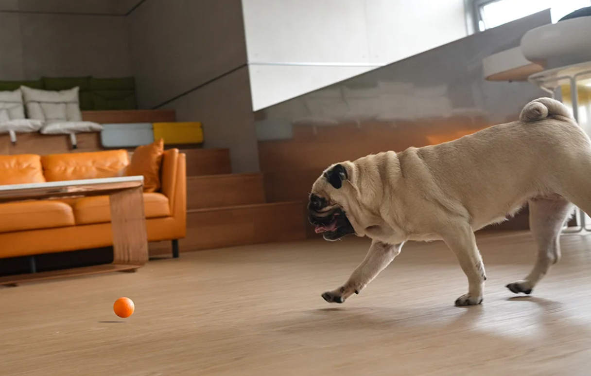 Cheerble Ball Sensor Play Ball Toy for Dog Cat, Orange (1)